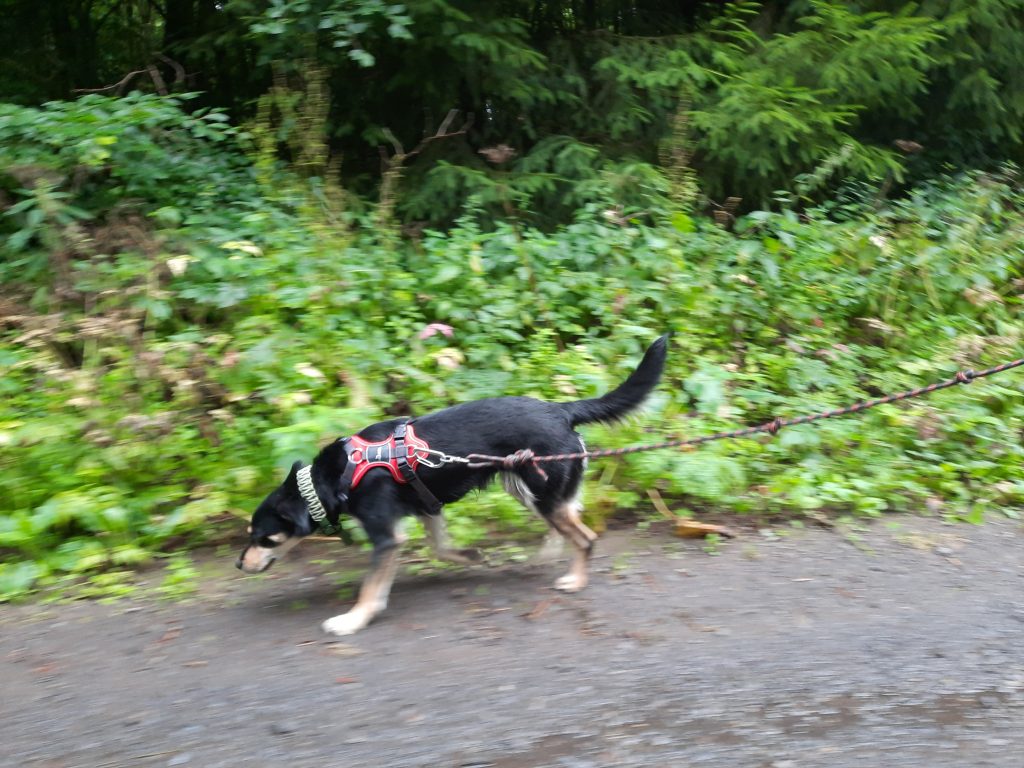 Gassi gehen